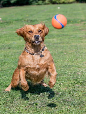 Pip