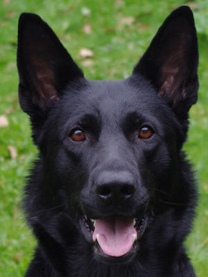 Elka