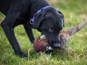 Smudge retrieving