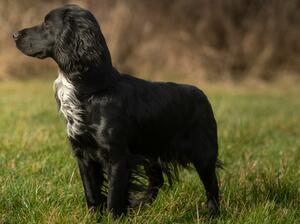 windswept and interesting