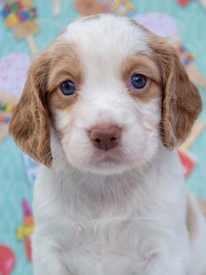 pups 6 weeks old