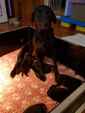 Spirit and pups day 14