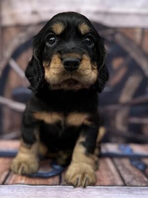 Black and tan boy