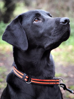 Smudge age 12 month