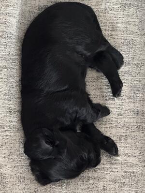 age 4 weeks