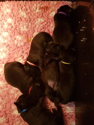 pups day 14