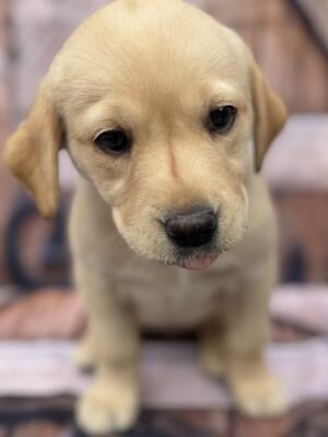 Yellow GIRL pup 7 weeks
