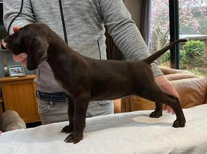 Solid Male available