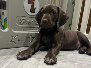 Solid Liver boy available