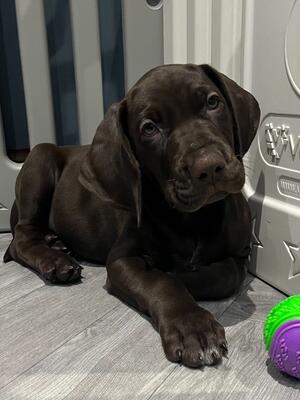 Solid Liver boy available