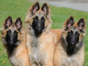 Pics of pups at 6 mths from the Dream litter