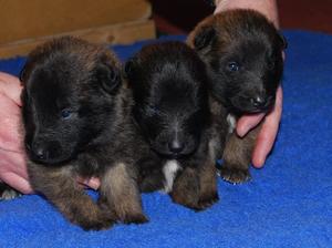 three boys at almost three weeks