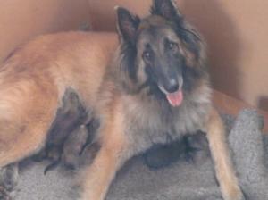 Summer and pups