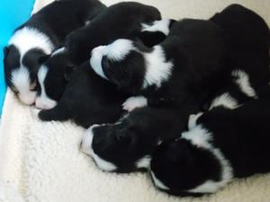 puppies born 20/8/14