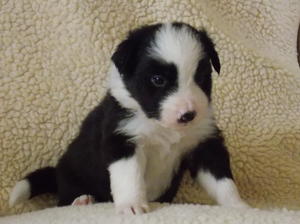 puppies born 20/8/14