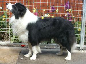 Talisman at 12mths