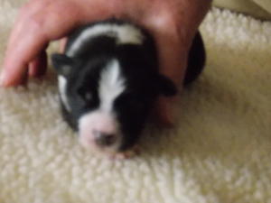 puppies born 20/8/14
