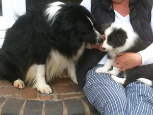 william & his son Talisman