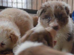 quill at 6 weeks