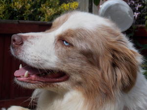 bertie
