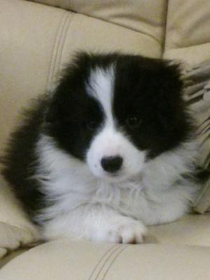 Charm at 8 weeks