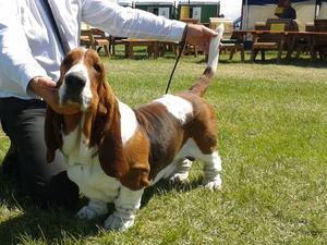 Trojans 3rd CC and Best Of Breed