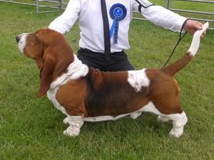 Dog CC & BOB
