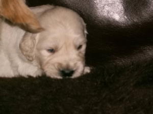 MOLLYS PUPPIES