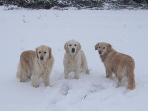 Diva and gang