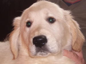 Rosie puppies