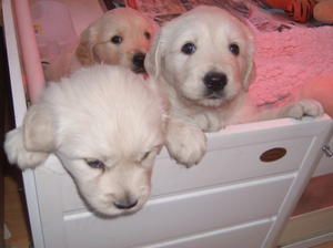rosie litter