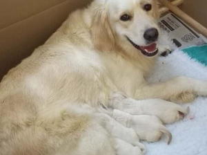 Molly litter