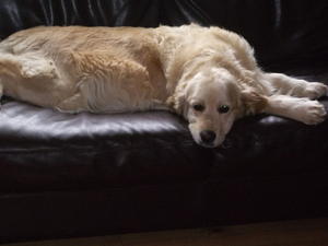 Molly chilling the night before