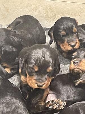 PUPPY