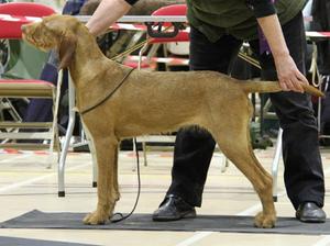 Reserve Best in Show