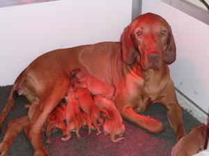 Ruby with her three day old puppies