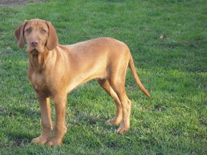 M Toffee Crisp at 16 weeks