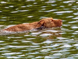 Water retrieve