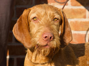 Ava - Ruby's daughter from her first litter