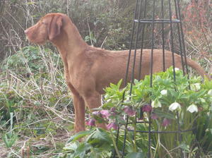 M Cosmopolitan - a Sassie daughter