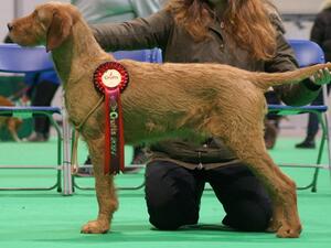 Crufts 2024