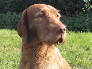 Ruby's son, Harris