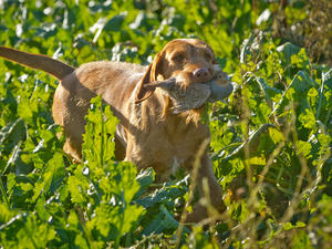 Ruby at field trial