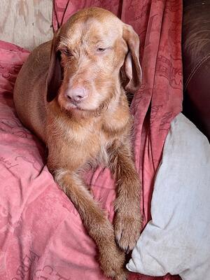 Chilling on the sofa