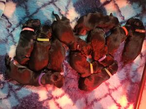New Born