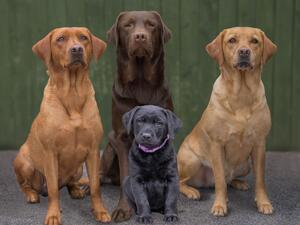 Mum, Dad, Grandma and Puppy