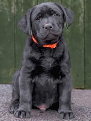 BOY PUPPY