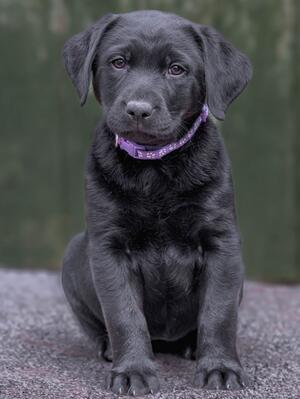 GIRL PUPPY