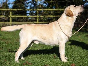 SH CH Amberstope Rebel Yell (Bruce) xx