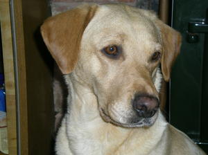 Dan Geo Lil of Bramblekay aka Lillie x